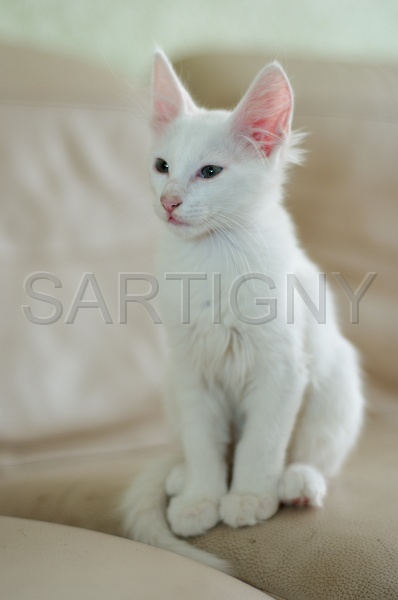 ANGORRA TURC C033.jpg